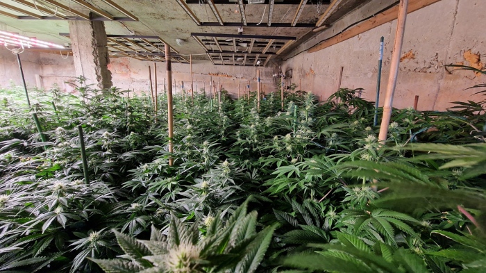 Криминалисти неутрализираха поредна наркооранжерия