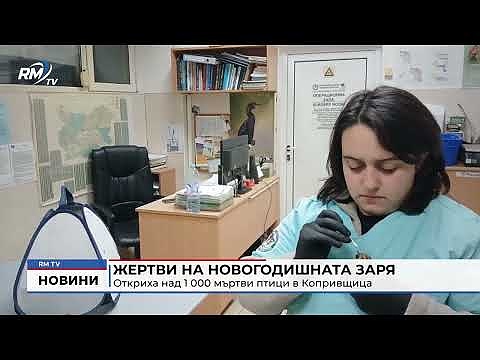 Жертви на новогодишната заря: Откриха над 1 000 мъртви птици в Копривщица