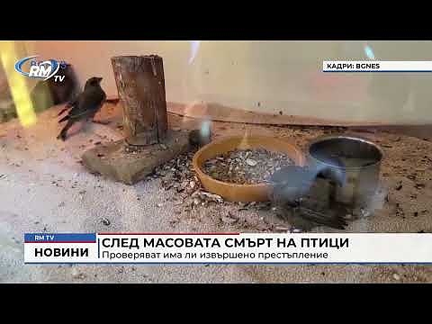 След масовата смърт на птици: Проверяват има ли извършено престъпление