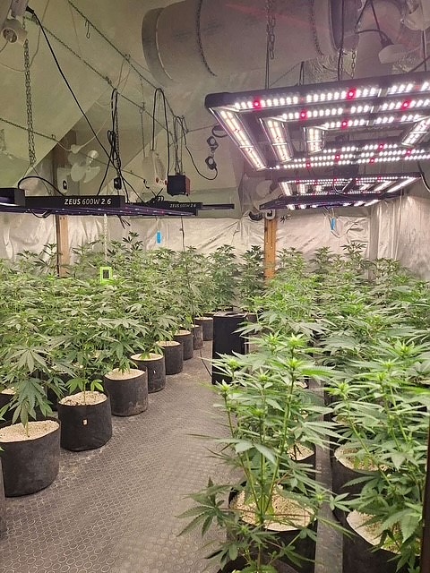 Разкриха домашна наркооранжерия