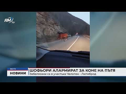 Шофьори алармират за коне на пътя: Забелязани са в участъка Челопек - Лютиброд