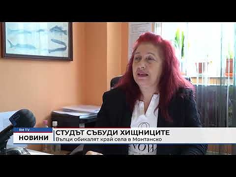 Студът събуди хищниците: Вълци обикалят край села в Монтанско