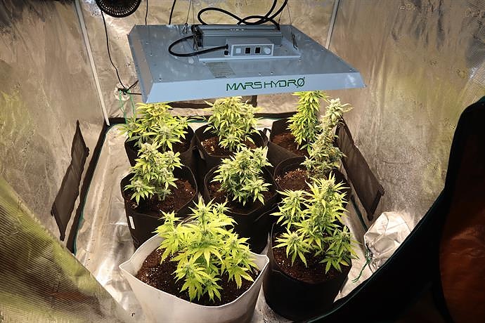 Двама мъже са задържани за отглеждане и разпространение на наркотици