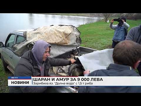 Шаран и амур за 9 000 лева: Зарибиха яз. \"Долна вода\" с 1,5 т риба