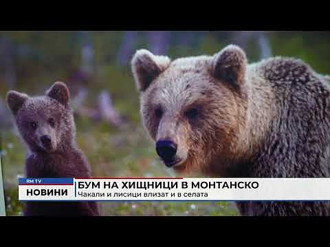 Бум на хищници в Монтанско: Чакали и лисици влизат и в селата