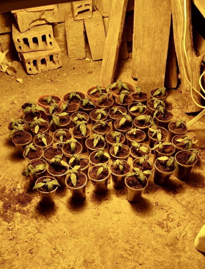 ГДБОП задържа двама за отглеждане и производство на марихуана