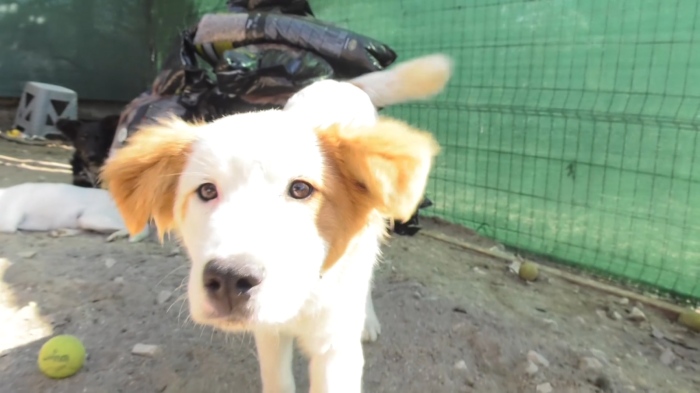 Пламенка Калинкина за кучешкия приют: \"Враца има нужда от кастрационен център\" 