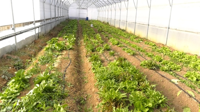 Сезонната работа в земеделието: Предлагат облекчени трудови договори в бранша