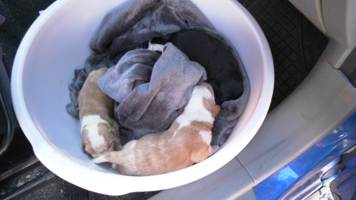 Намалява осиновяването на бездомни кучета: Близо 22% са намерили дом за 2024 г.