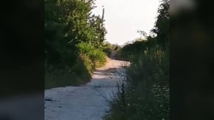 Заради едър хищник от семейство котки ограничиха достъпа до ПП \"Шуменско плато\"