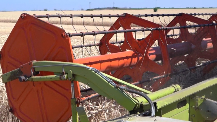 Жътвата започна: В Монтанско очакват по-ниски цени за пшеницата