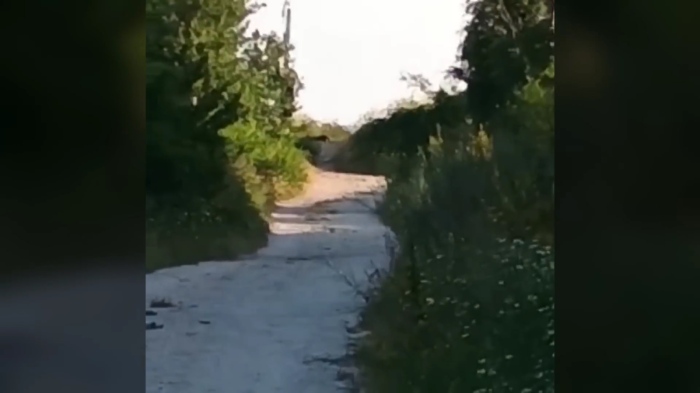 Отново забелязан: Черният леопард е видян в Ловешко