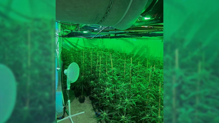 Разкриха наркооранжерия в Пазарджик: В дома на собственика е имало 36 кг марихуана