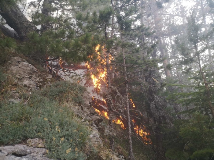 Пожар гори и в Пирин: Унищожени са 2 дка рядка иглолистна гора