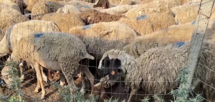 Заради огнище на шарка: Умъртвяват 1 000 овце