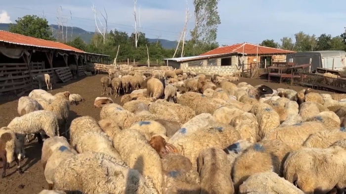Заради шарката по овцете в Шейново: Въведоха 10-километрова санитарна зона 