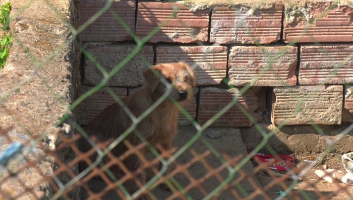 Казусът с приюта на Пламенка Калинкина: Общината направи предложение за преместване