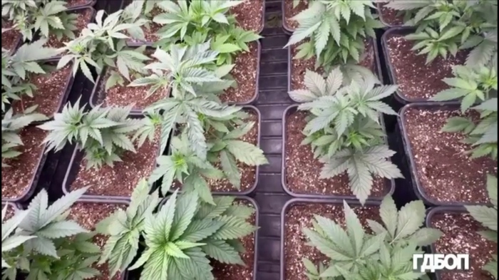 Откриха наркооранжерия в Перник: ГДБОП задържа 55-годишен мъж