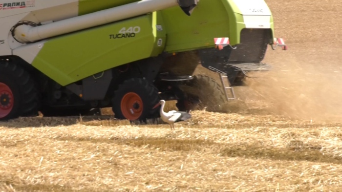 Равносметка след жътвата: Над 550 кг от декар пшеница прибират във Врачанско 