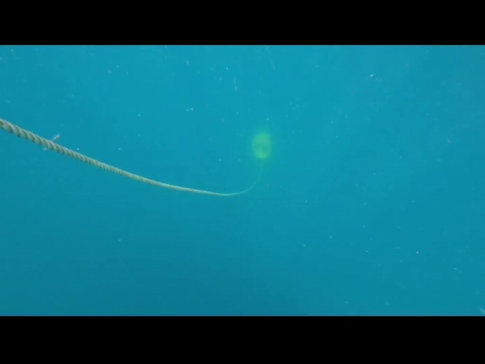 Подготовка:  Новите ни водолази повишиха знанията си 