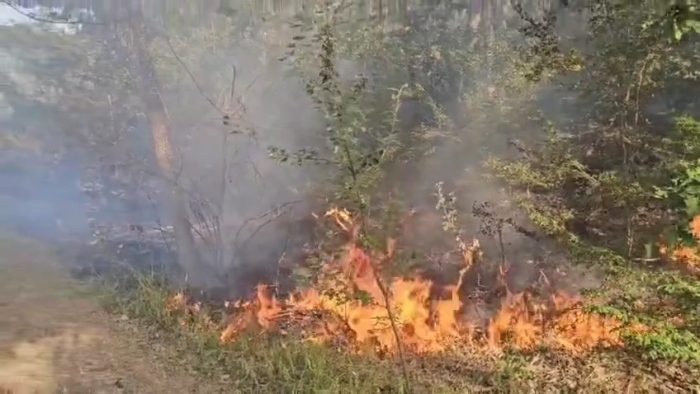 Продължават обходите в Пирин: Търсят тлеещи огнища след пожарите 