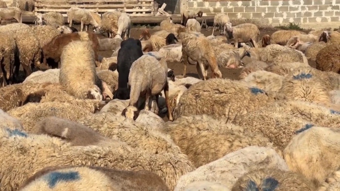 В България, Гърция и Румъния: Над 700 огнища на шарка по овцете 