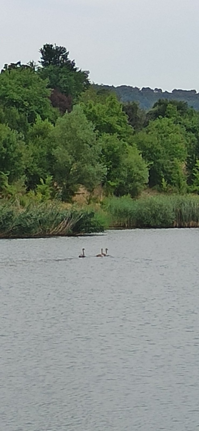 Риосв-Враца спаси три млади екземпляра от вида ням лебед в района на село Добролево