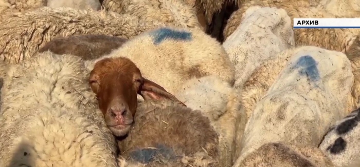 Огнище на син език в Габровско: Въвеждат строги мерки срещу разпространението 