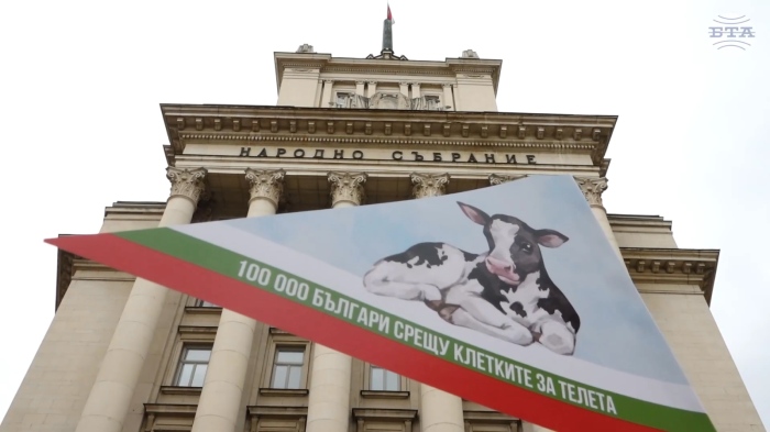 Срещу клетките за телета:  Активисти събраха над 110 хил. подписа и ги внесоха в НС