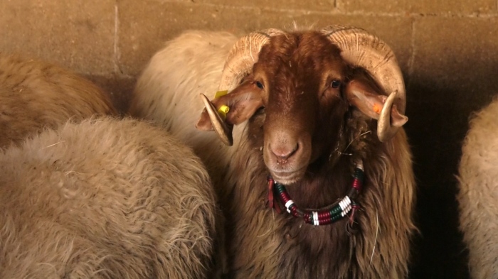 Започна прием на документи:  По програмата за подпомагане на животновъди \"de minimis\"