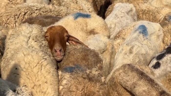 Заради шарката по овцете БАБХ и ЕК обсъждат обстановката у нас 