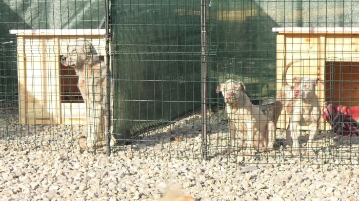 След обществен натиск:  Oдобриха нов терен за преместване на кучешки приют