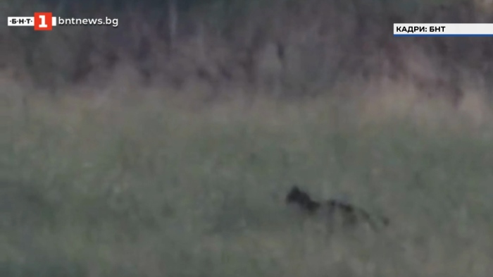 Черният леопард забелязан край Дупница?