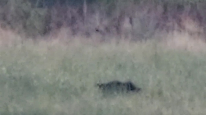 Мъжът, заснел черния леопард проговори: \"Беше голямо, над 30 кг - приличаше на питбул\" 