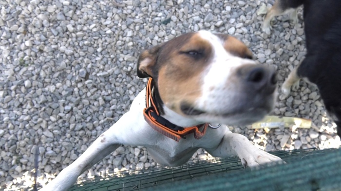 Преди зимата: Подготвят преместването на приюта на Пламенка Калинкина