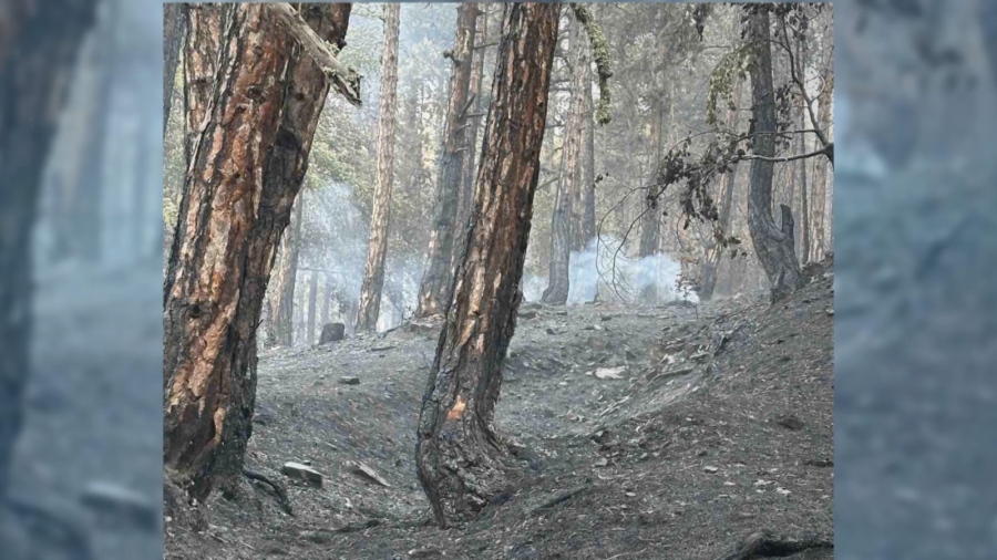 Над 16 млн. лева са щетите в Пирин: Изгоряла е дървесина около 280 000 куб. м