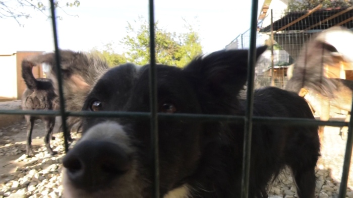 Заради казуса с приюта на Калинкина: Искат оставки в местната администрация