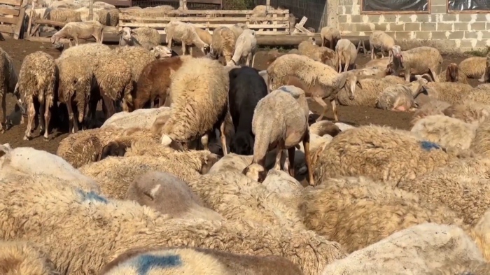 Овцевъди и козевъди в готовност: Посрещат с протест еврокомисар Кристоф Хансен