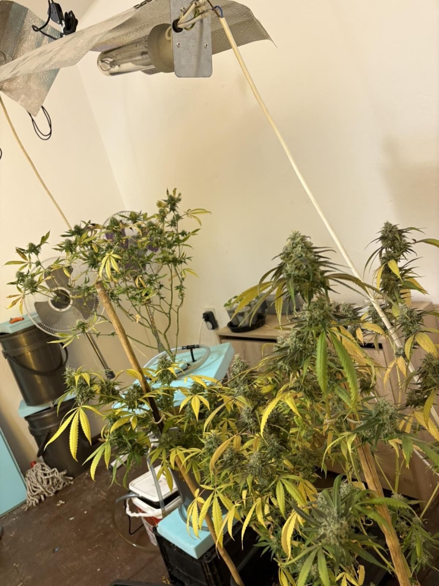 Иззеха близо 7 кг различни наркотици