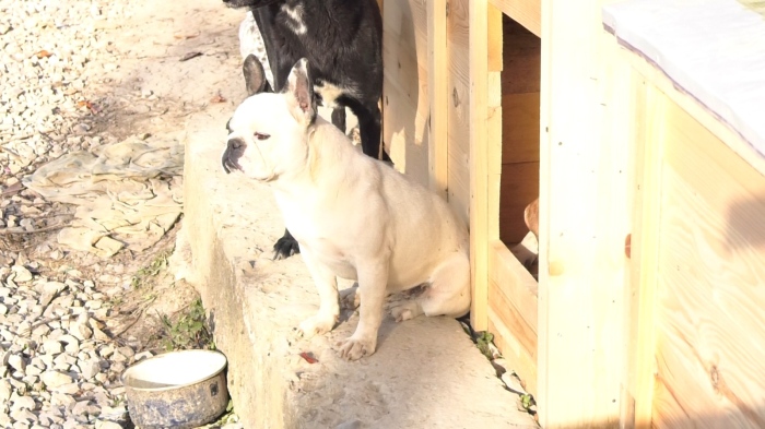 Развръзка около приюта на Калинкина: Община Враца решава къде да премести близо 400-те кучета