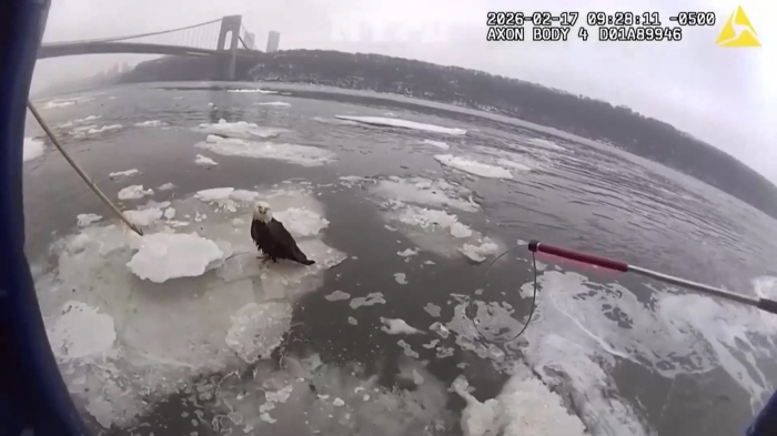 Полицаи спасиха белоглав орел от замръзване