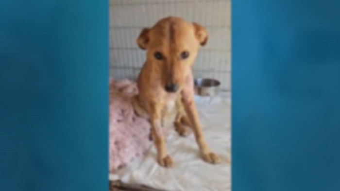 Предна жестокост към четириного: Куче от Монтанско е брутално нарязано